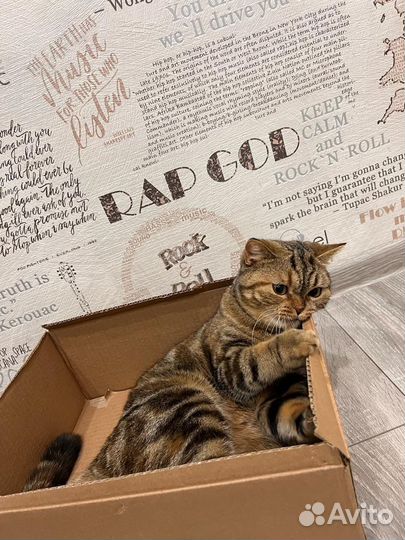 Британская кошка вязка