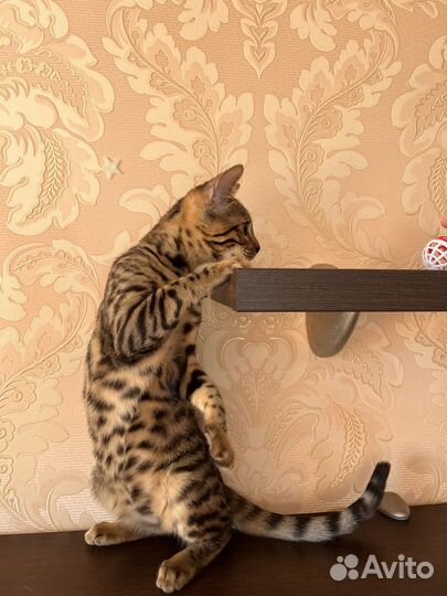 Бенгальский котёнок девочка