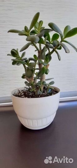 Толстянка-денежное деревце