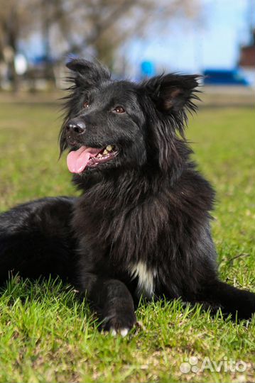 Пушистый песик живет в приюте