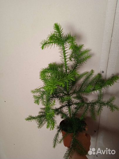 Араукария