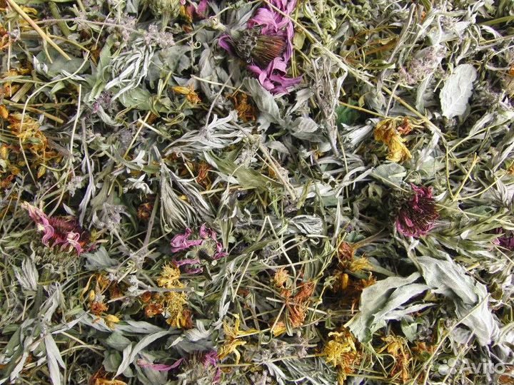 Сбор трав для устранения паразитов