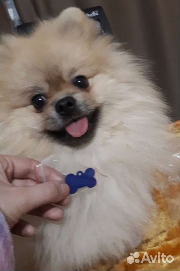 Адресники для собак, кошек