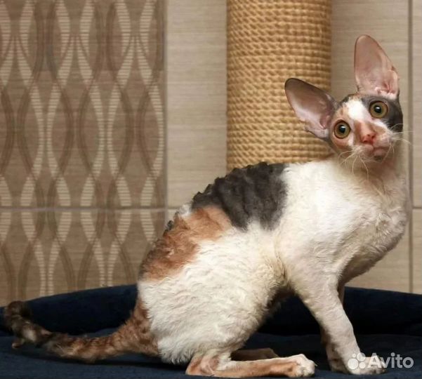 Котята корниш рекс