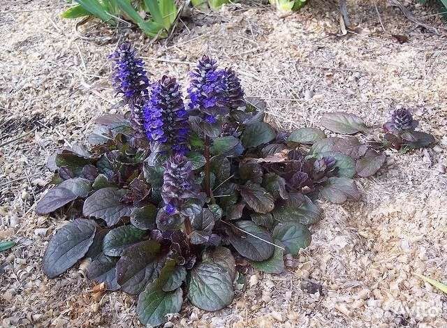 Цветы для сада