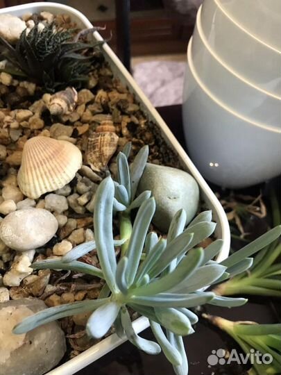 Суккуленты