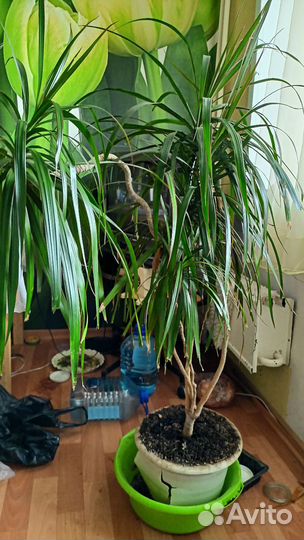 Пальма драцена