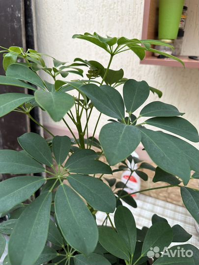 Цветок шефлера