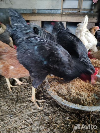 Молодые петухи