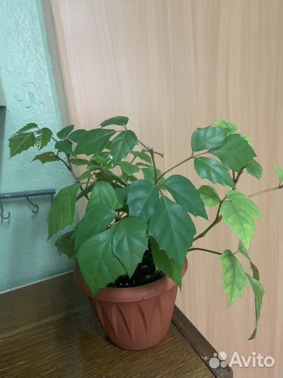 Березка комнатные цветы