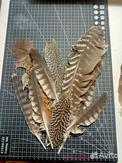 Перья разных птиц