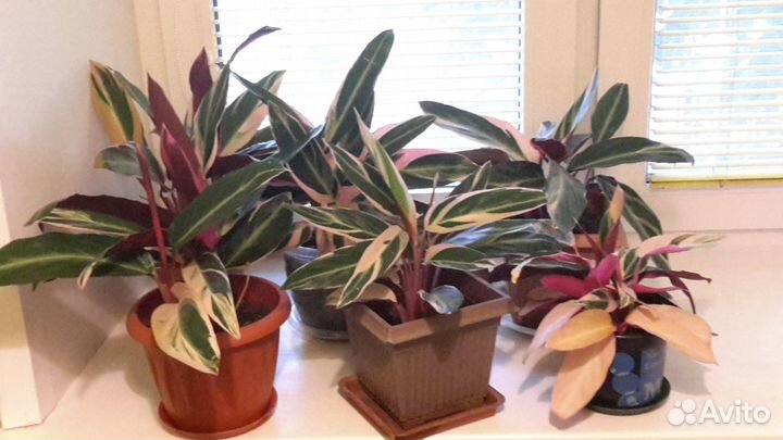 Строманта - домашние красавцы Триколор