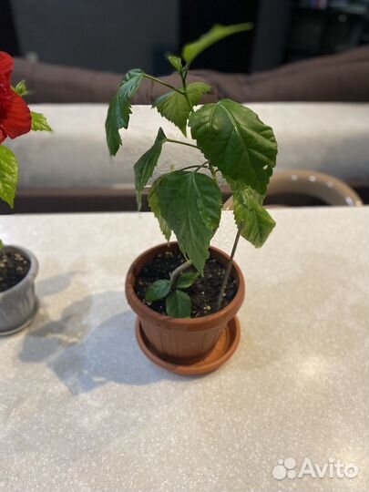 Гибискус китайская роза