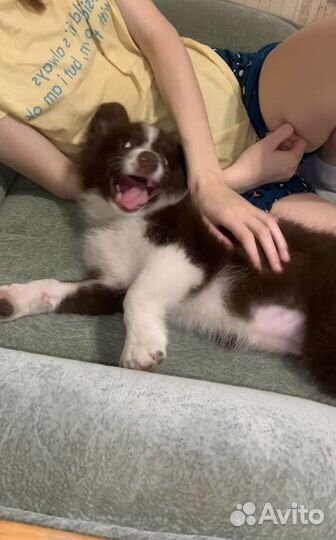 Щенок бордер колли