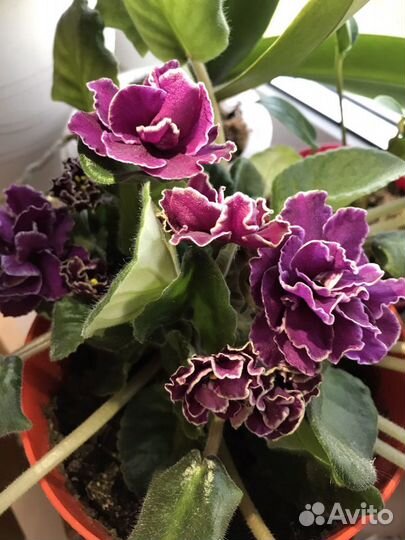 Фиалка темно-розовые крупные цветы