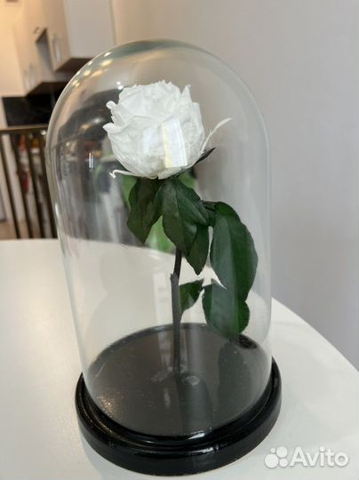 Роза в колбе живая декоративная