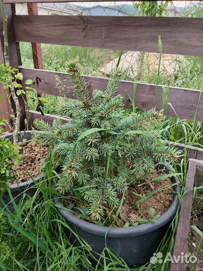 Ель колючая