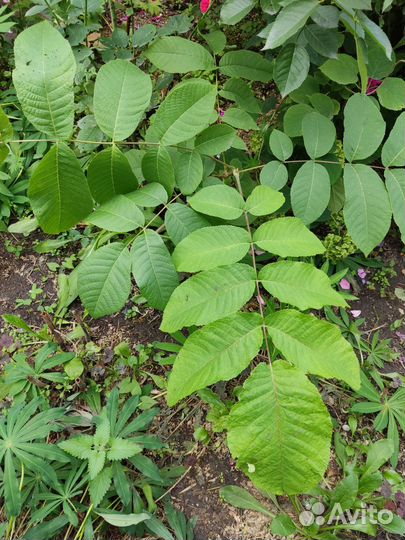 Саженцы маньчжурского ореха, клематиса