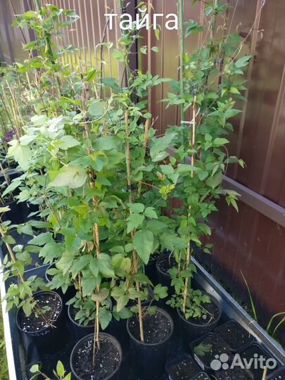 Тайга Клематис, большие 3-х летки