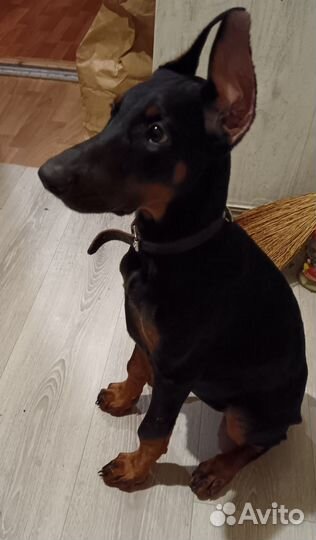 Щенки добермана