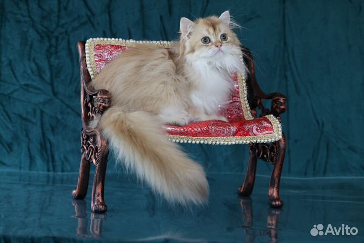 Британская длинношерстная золотая шиншилла