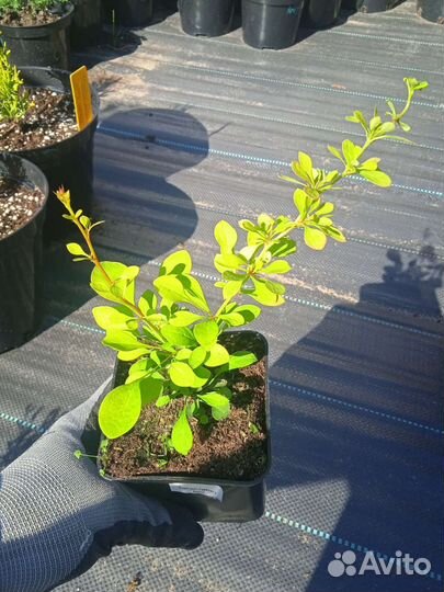 Барбарис Aurea