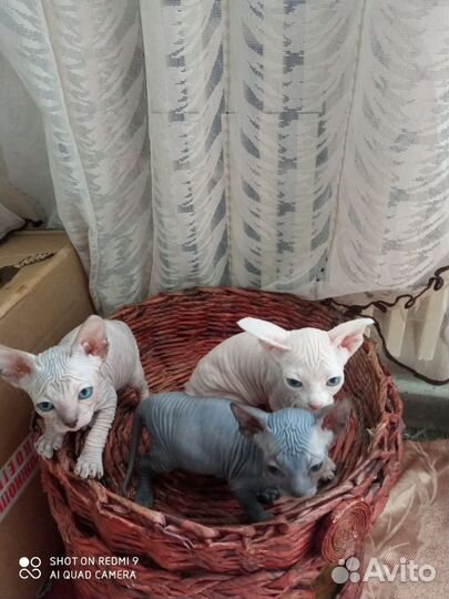 Канадский сфинкс котенок