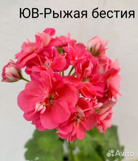 Пеларгония