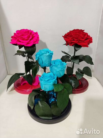 Розы оптом