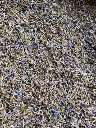 Лаванда цвет опт