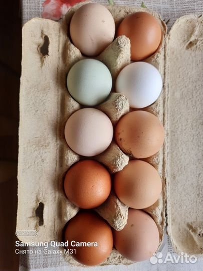 Яйца на инкубацию микс
