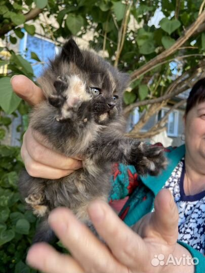 Котята 2 месяца.мальчик и девочка