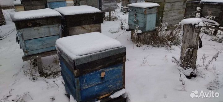 Пчелосемьи