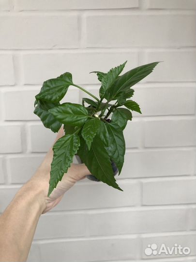 Гибискус комнатный махровый