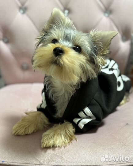 Йоркширский терьер