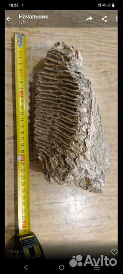 Зуб мамонта