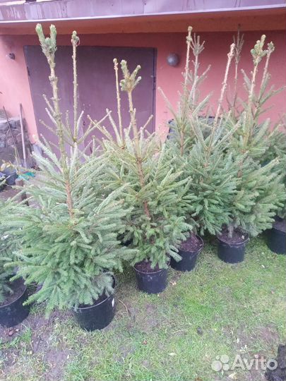 Ель 90-120см