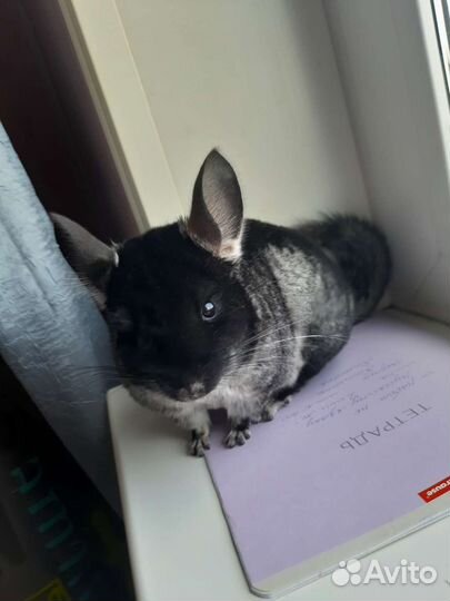 Шиншилла