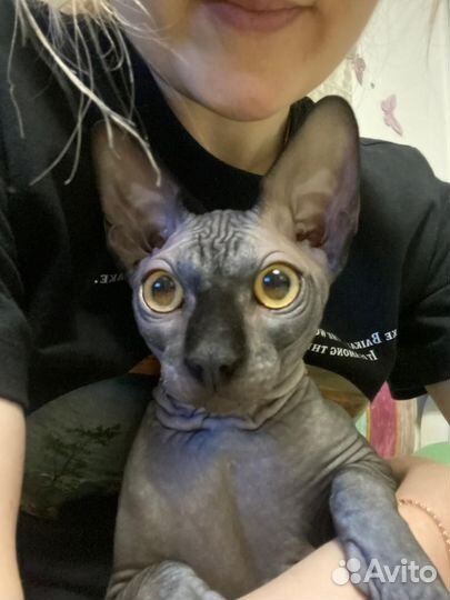 Кот на вязку сфинкс