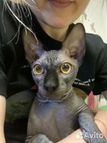 Кот на вязку сфинкс