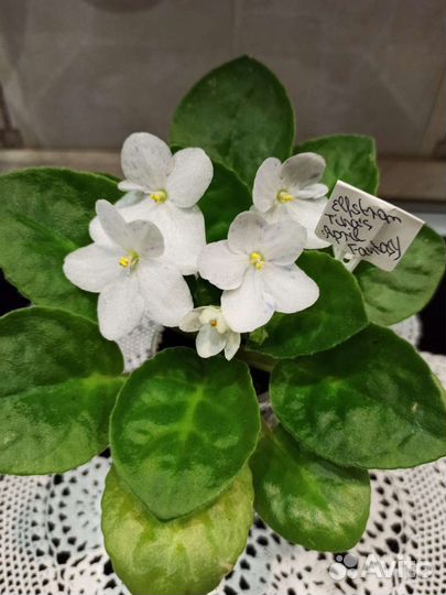 Фиалка Tina's April