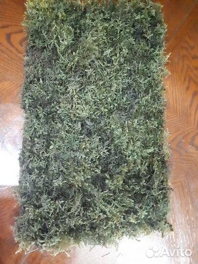 Основа для фитокартин (стабилизированный мох)