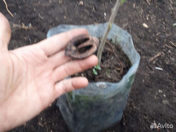 Серый орех 2х летка