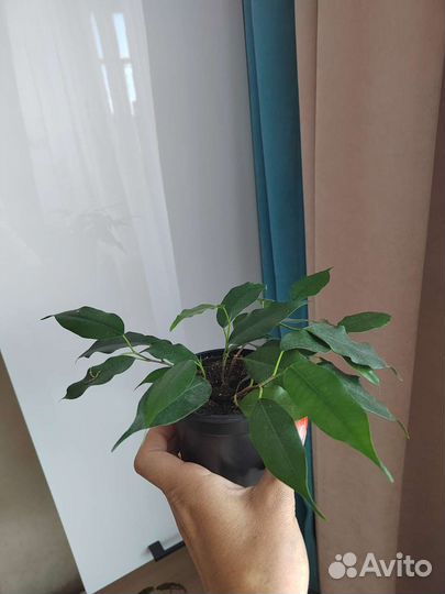 Фикус Бенджамина Наташа