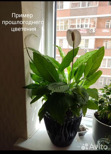 Спатифиллум