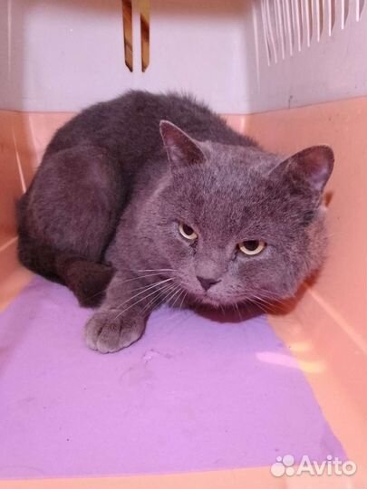 Найден молодой котик- британец. Дениска ищет дом