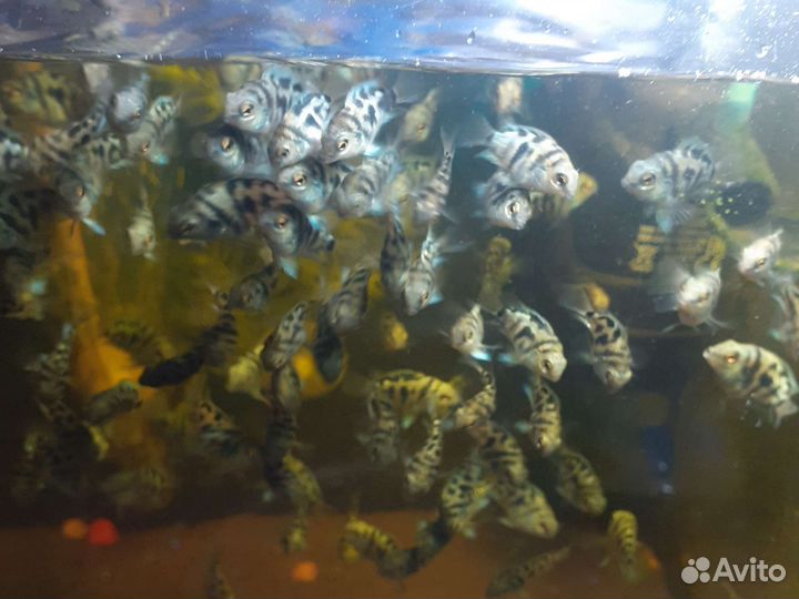 Сапфировый попугай панда