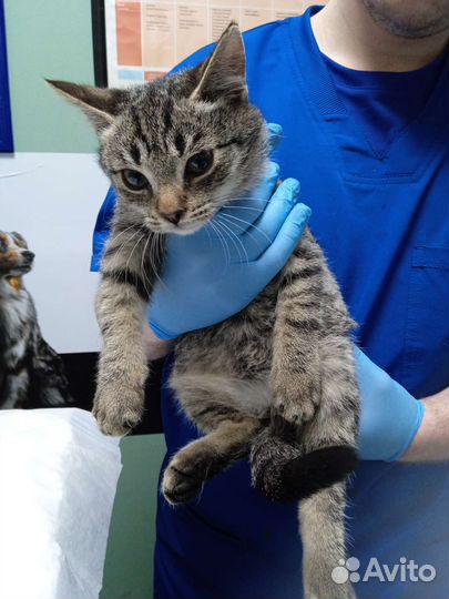 Котенок. Мальчик 2 месяца