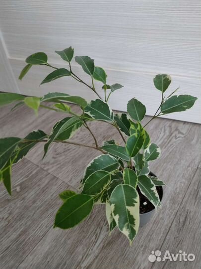 Филодендрон Замиокулькас Фикус Пеперомия