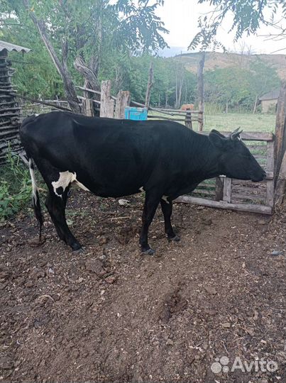 Продается молодая телка